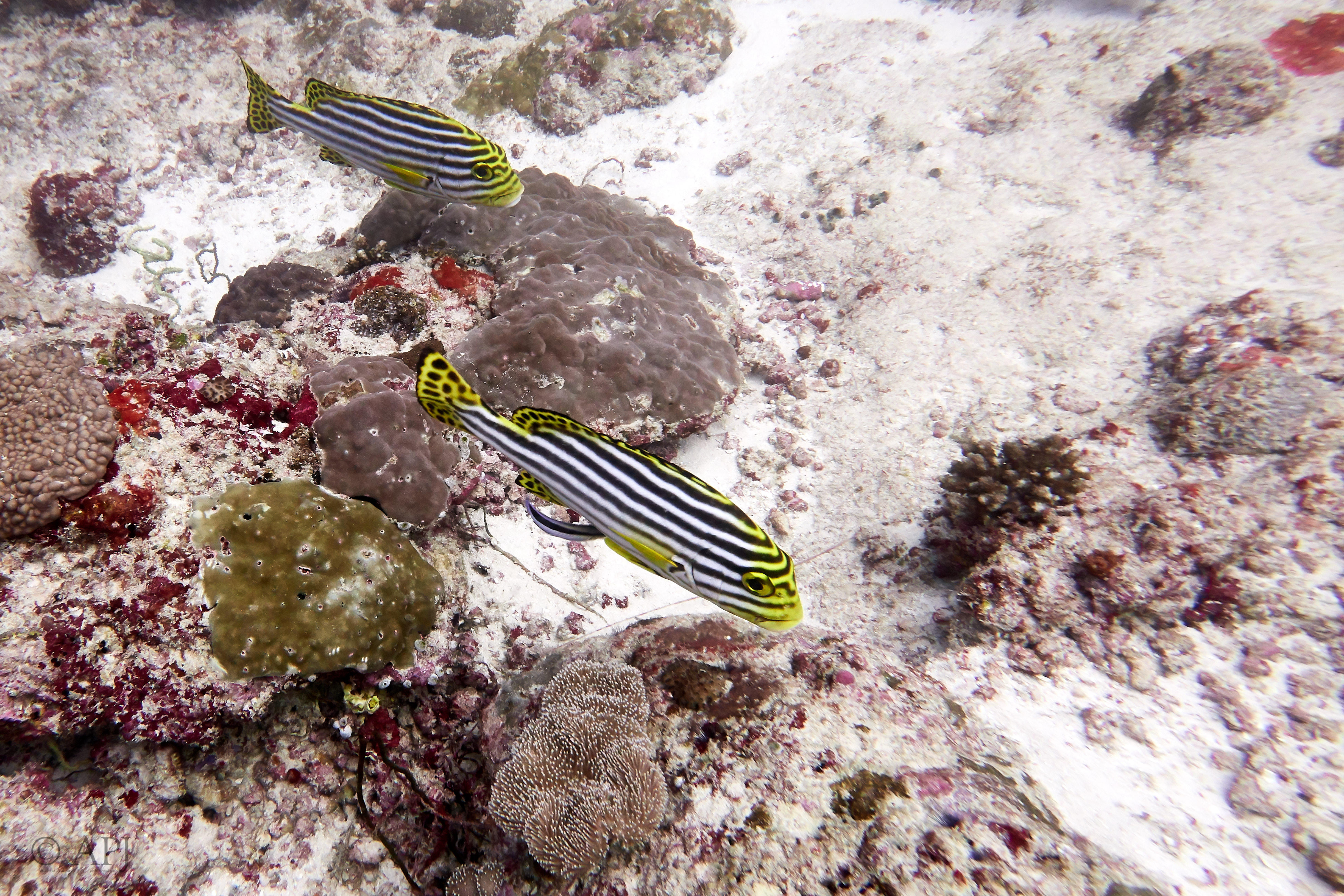 000489 14 08 17  Canon PowerShot G7 X Mark II   Malediven2017